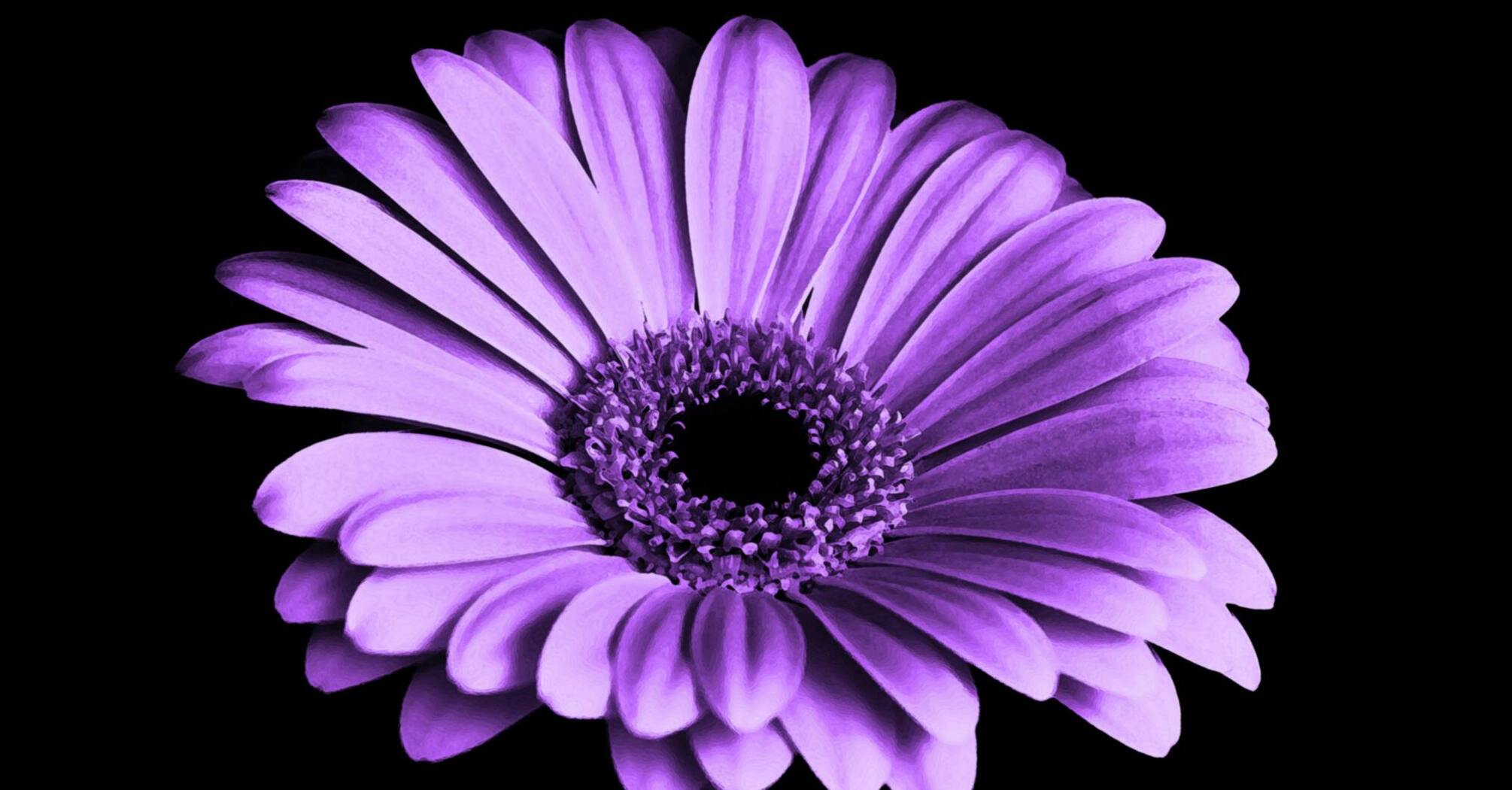 12 Spiritual Meanings of Color Purple