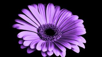 12 Spiritual Meanings of Color Purple