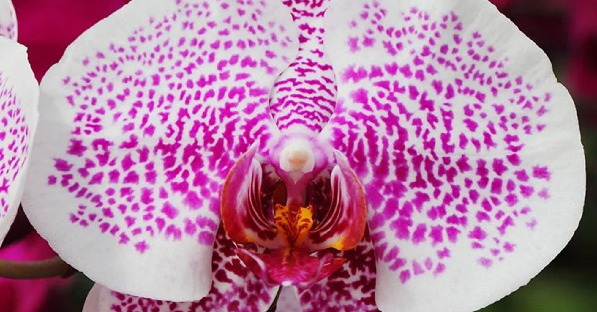 What Orchids Symbolize Spiritually: Tender But Hardy