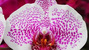 What Orchids Symbolize Spiritually: Tender But Hardy