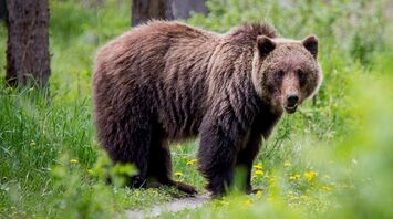 What Does It Mean When You Dream About Bears?