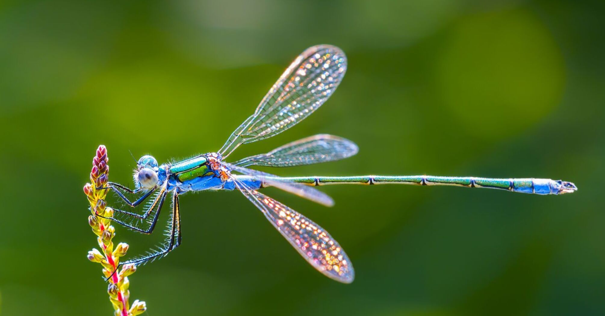 8 Spiritual Meanings of Dragonfly