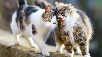 What Do Cats Mean in Your Dreams?