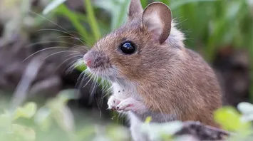 Dreaming of Mice: Meanings and Interpretations