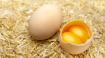 The Spiritual Meaning Behind Double-Yolk Egg: 11 Possible Interpretations