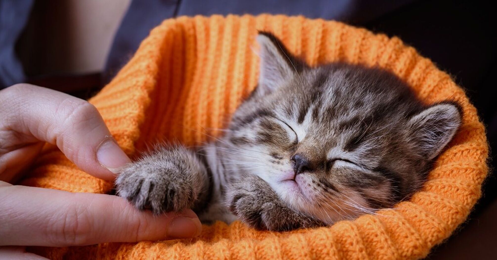 What Dreaming About Kittens Really Symbolizes