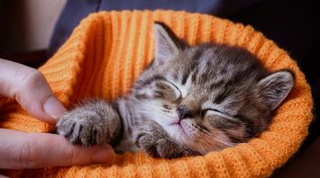 What Dreaming About Kittens Really Symbolizes