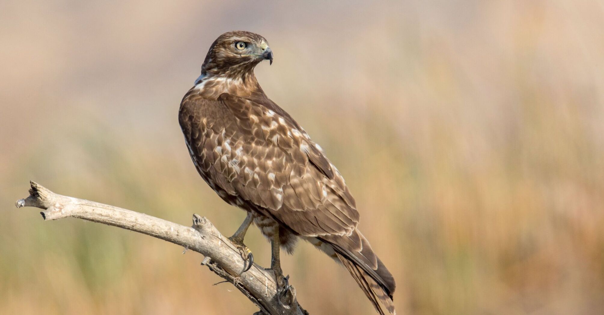 Red Tailed Hawk Spirit Animal: What Does a Red Tailed Hawk Symbolize?