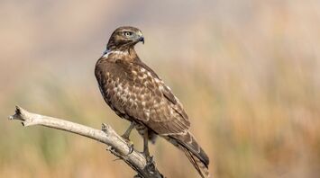 Red Tailed Hawk Spirit Animal: What Does a Red Tailed Hawk Symbolize?