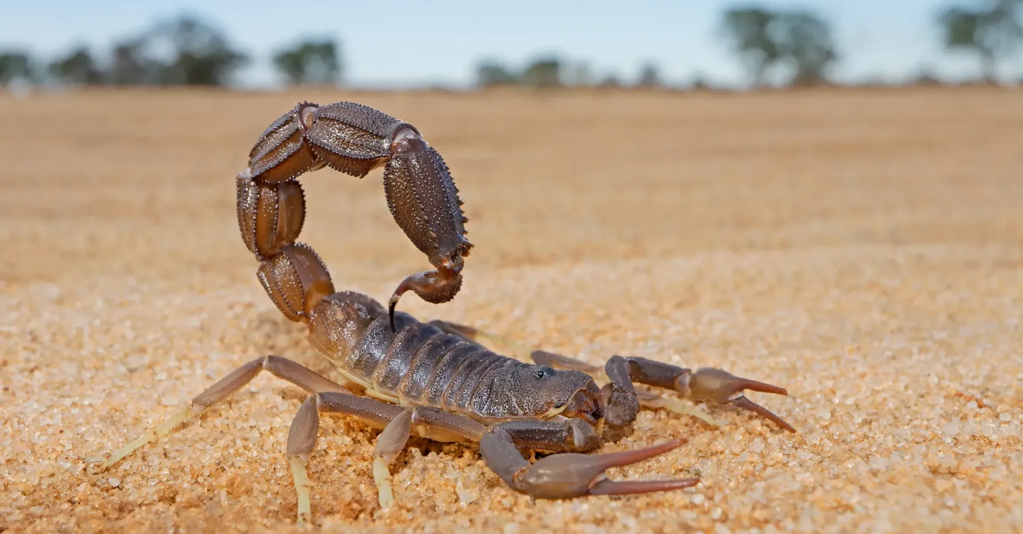 11 Spiritual Meanings of a Scorpion Crossing Your Path