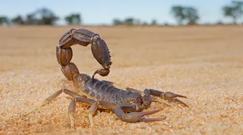 11 Spiritual Meanings of a Scorpion Crossing Your Path