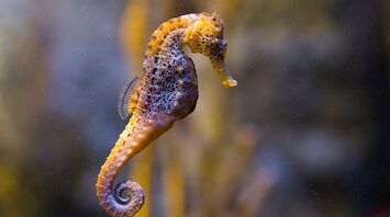 12 Spiritual Meanings of Seahorse