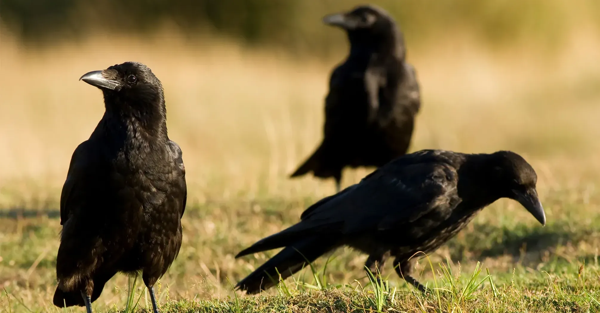 9 Spiritual Meanings of Seeing Crows