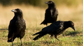9 Spiritual Meanings of Seeing Crows