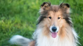 Dog Spirit Animal: What Does a Dog Symbolize?