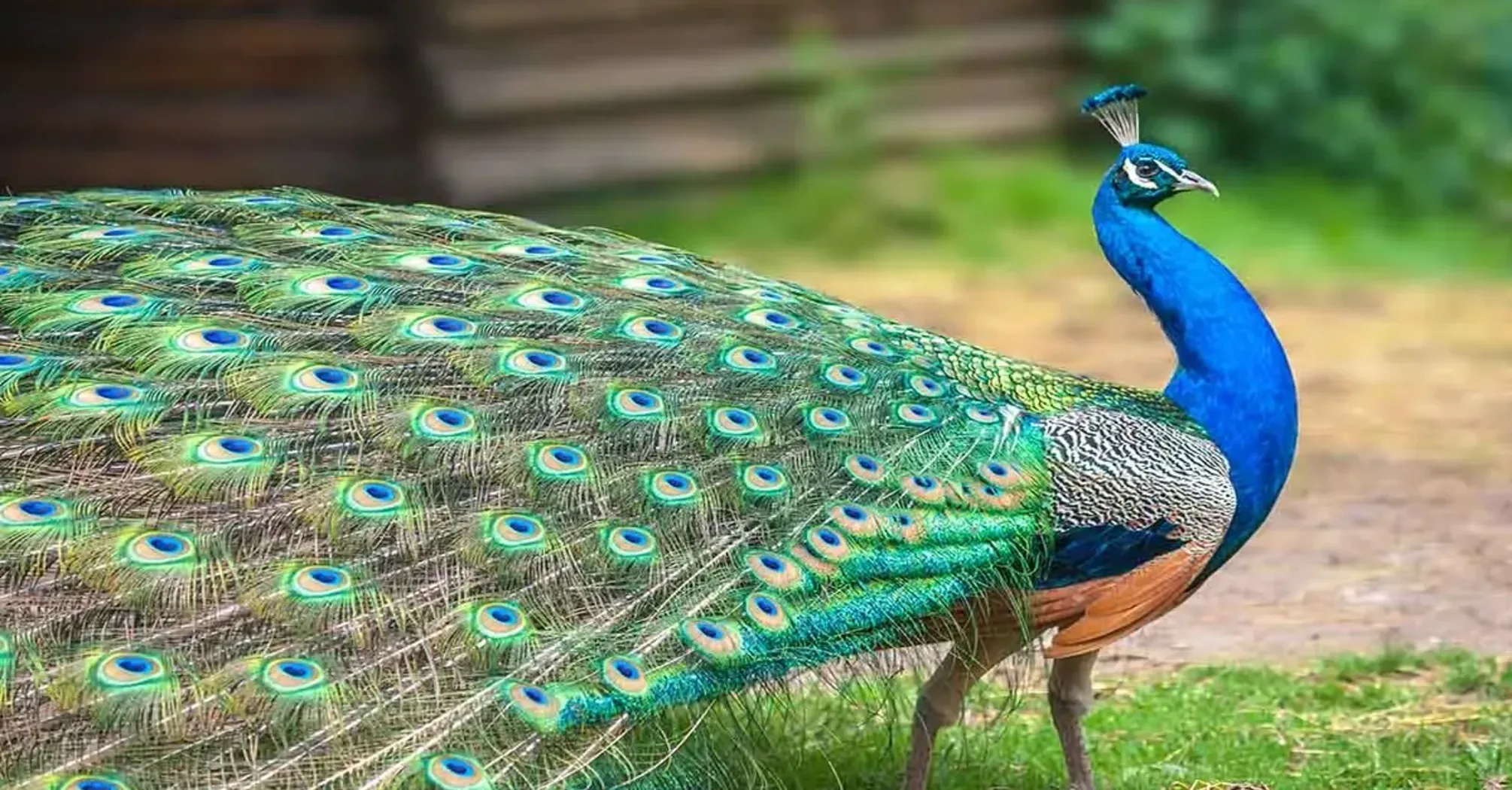 10 Spiritual Meanings of a Peacock Crossing Your Path