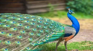 10 Spiritual Meanings of a Peacock Crossing Your Path
