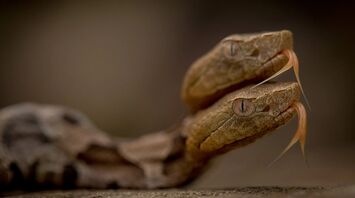 8 Spiritual Meanings of Two-Headed Snake