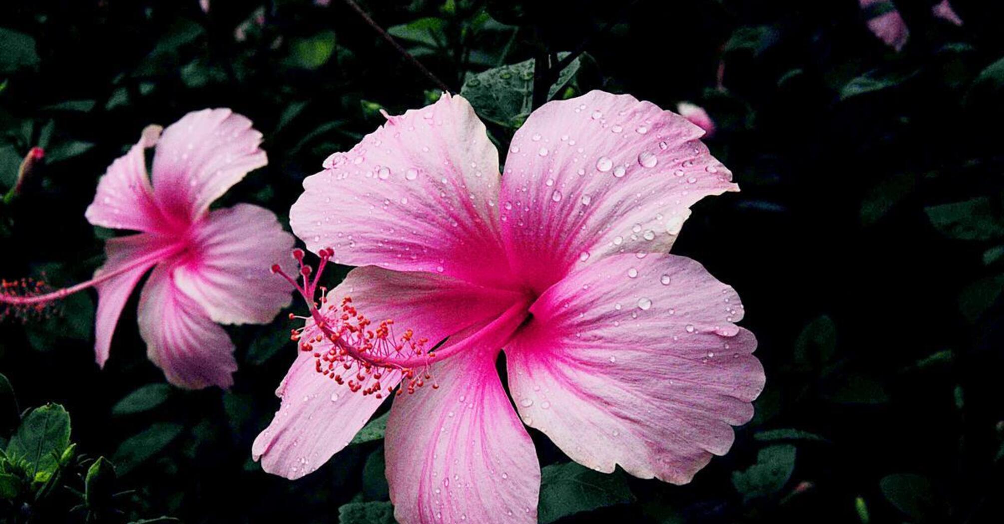 11 Spiritual Meanings of Hibiscus