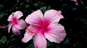 11 Spiritual Meanings of Hibiscus