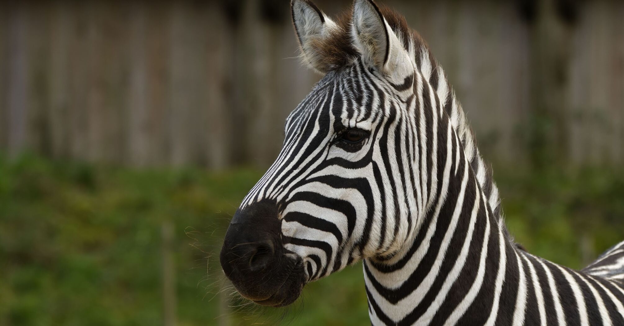 What Zebra Dreams Symbolize: Possible Interpretations