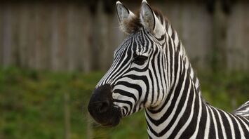 What Zebra Dreams Symbolize: Possible Interpretations