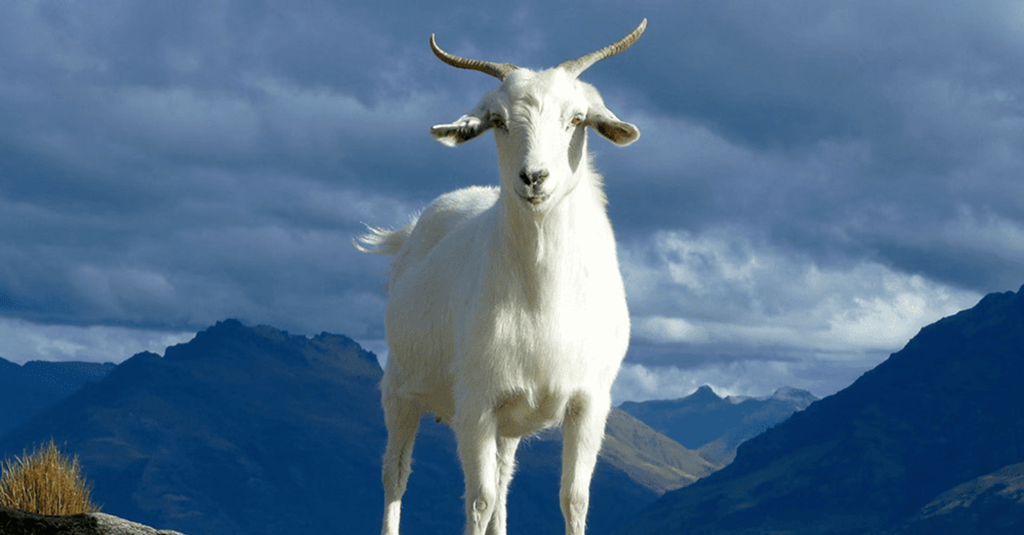 Goat Spirit Animal: What Does a Goat Symbolize?