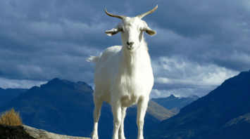 Goat Spirit Animal: What Does a Goat Symbolize?