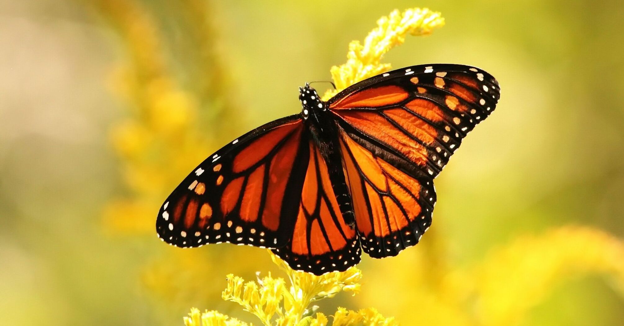 Monarch Butterfly Spirit Animal: What Does a Monarch Butterfly Symbolize?