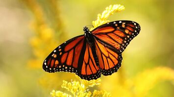 Monarch Butterfly Spirit Animal: What Does a Monarch Butterfly Symbolize?