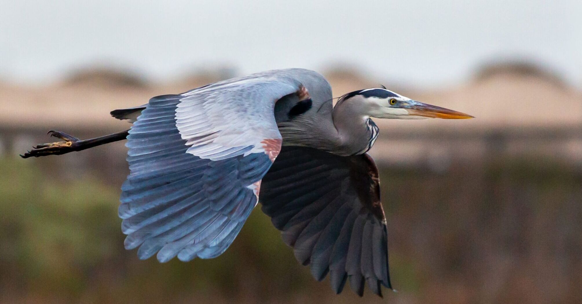 12 Spiritual Meanings of Blue Heron as Totem Animal