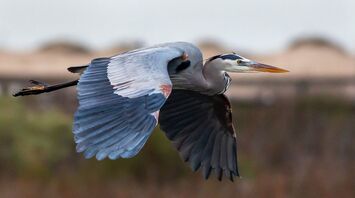 12 Spiritual Meanings of Blue Heron as Totem Animal