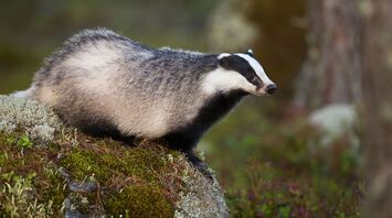 What Badgers Mean in Dreams?
