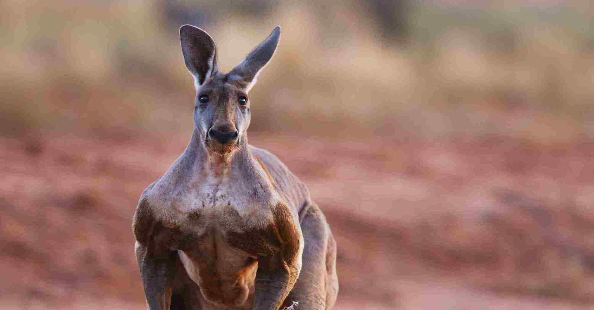 4 Possible Interpretations of Kangaroo Dreams