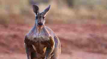 4 Possible Interpretations of Kangaroo Dreams