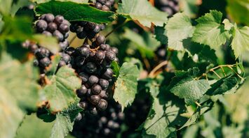 Uncover Hidden Dream Meanings of Vines