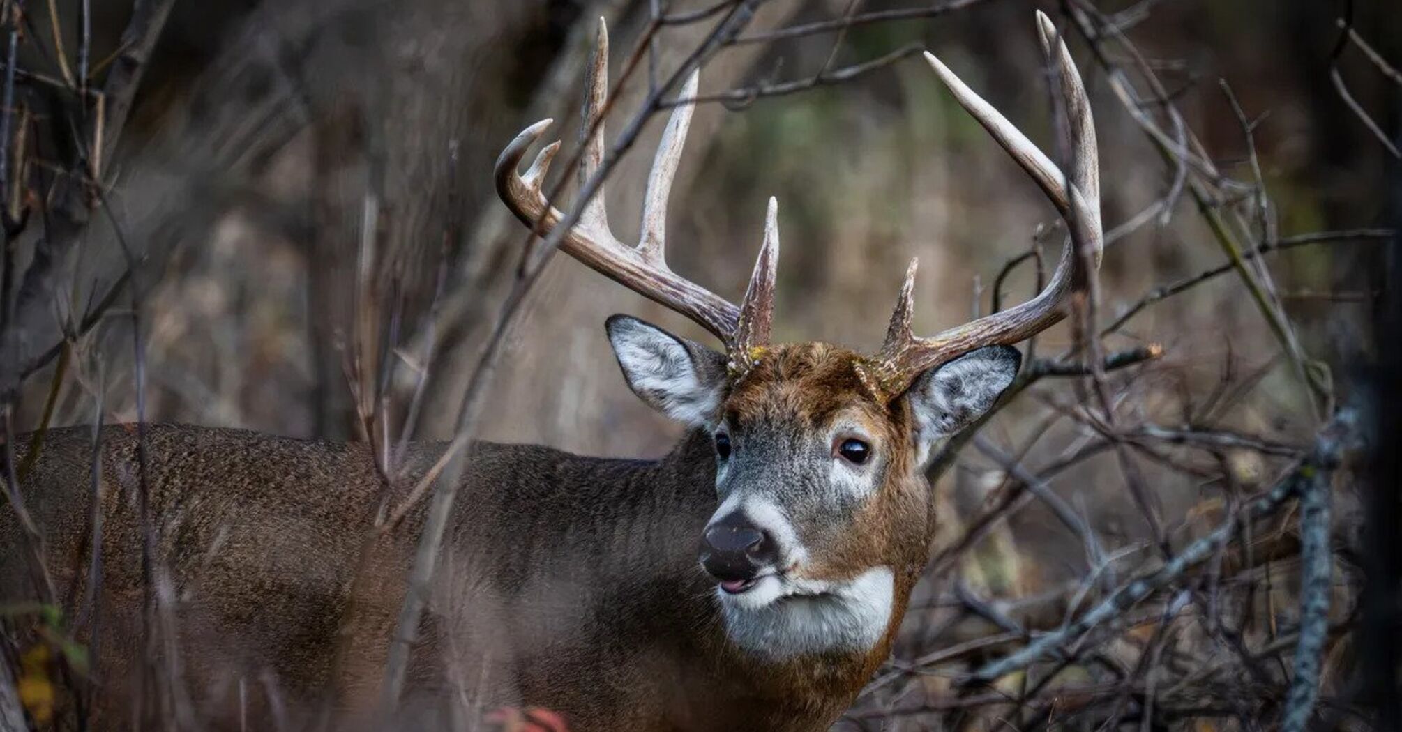 8 Spiritual Meanings of a Deer Staring at You