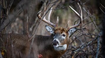 8 Spiritual Meanings of a Deer Staring at You