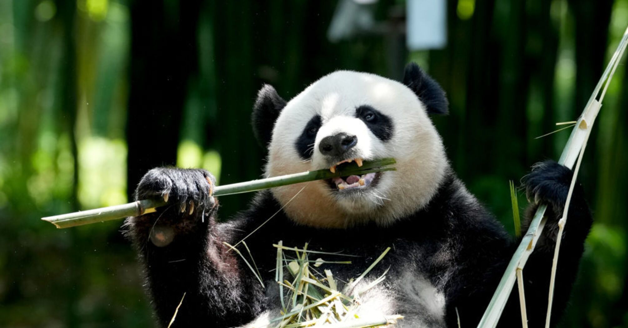 What Panda Symbolizes as Spirit Animal