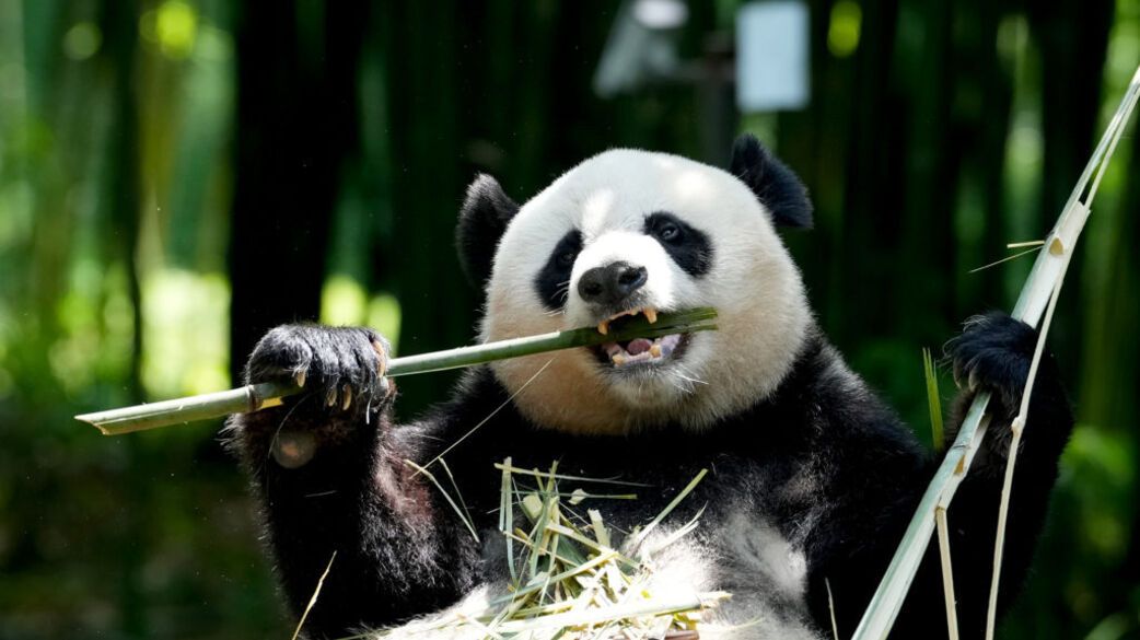 Panda Source Panda spirit animal - spiritual meanings and symbolism