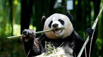What Panda Symbolizes as Spirit Animal