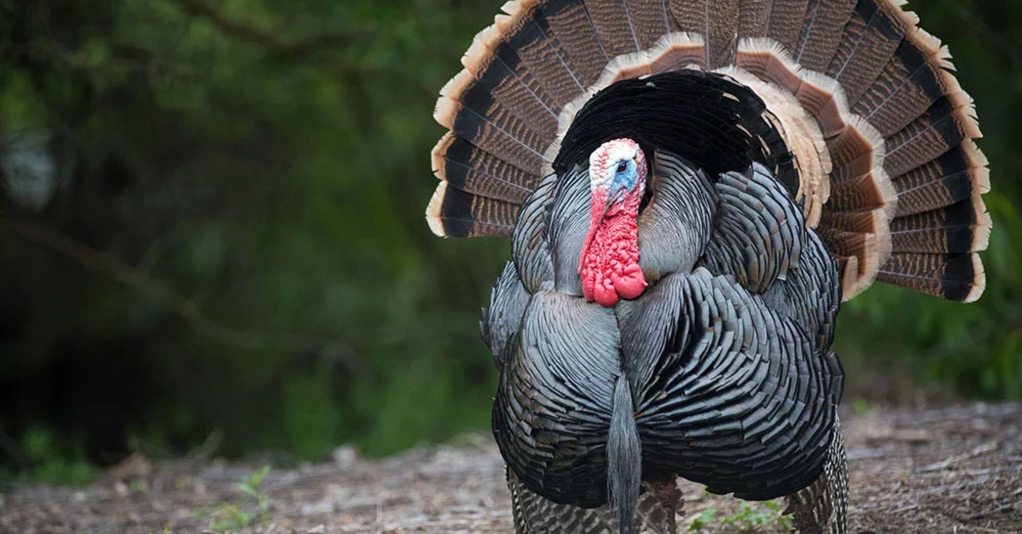 Turkey Spirit Animal: Power and Symbolism