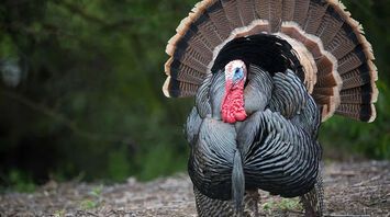 Turkey Spirit Animal: Power and Symbolism