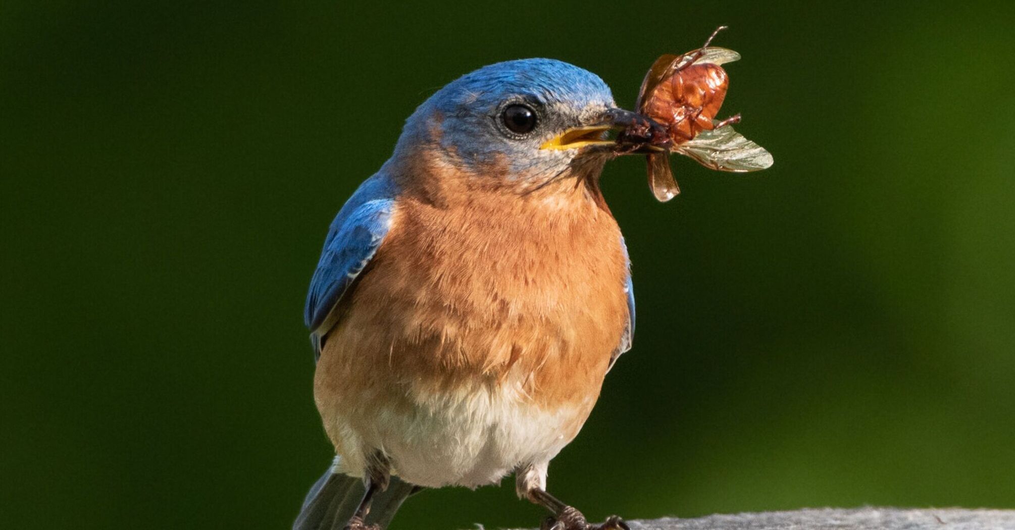 12 Spiritual Meanings of Seeing a Bluebird