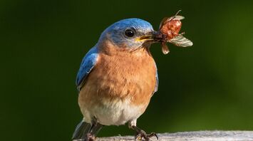12 Spiritual Meanings of Seeing a Bluebird