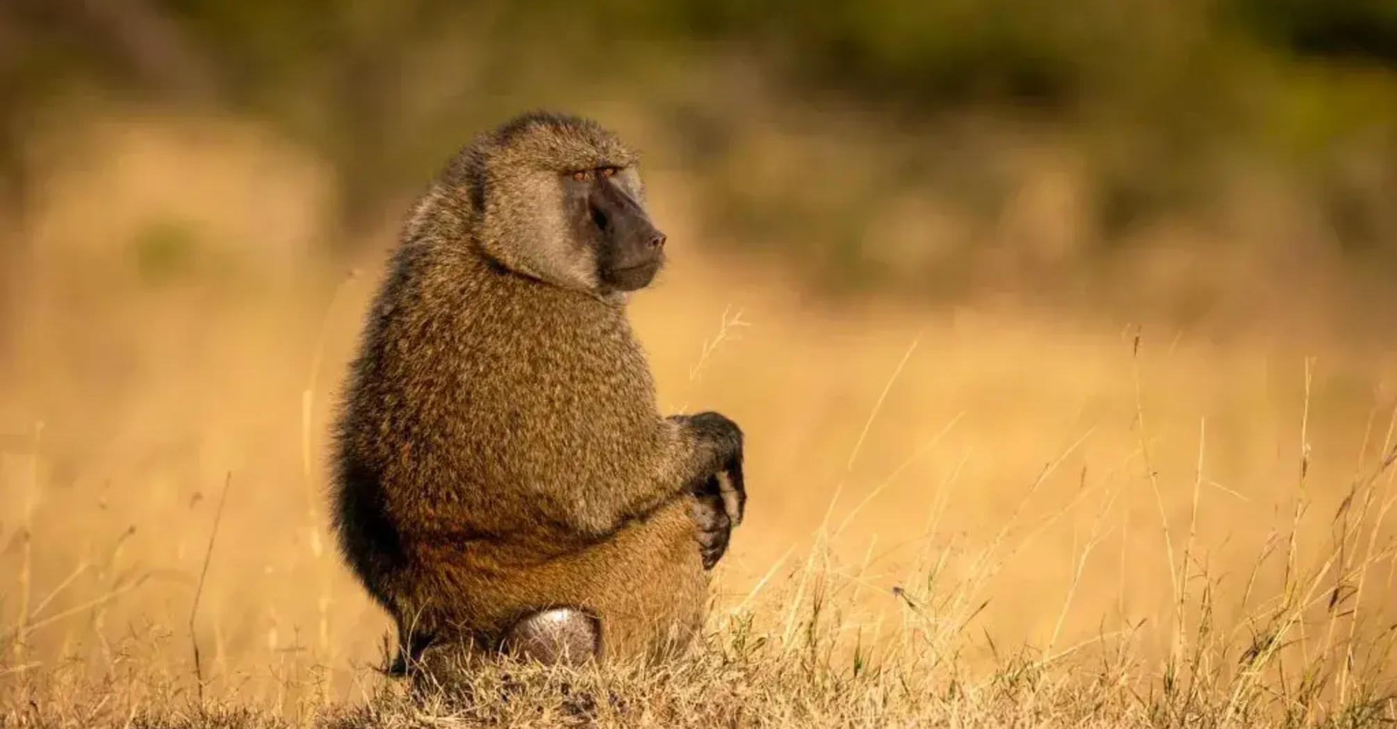 What Does a Baboon Mean in Your Dream?