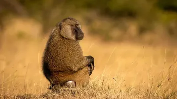 What Does a Baboon Mean in Your Dream?