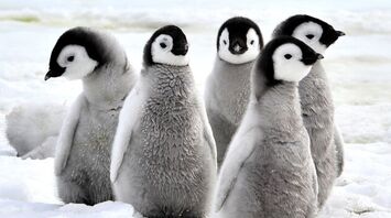 Penguin
