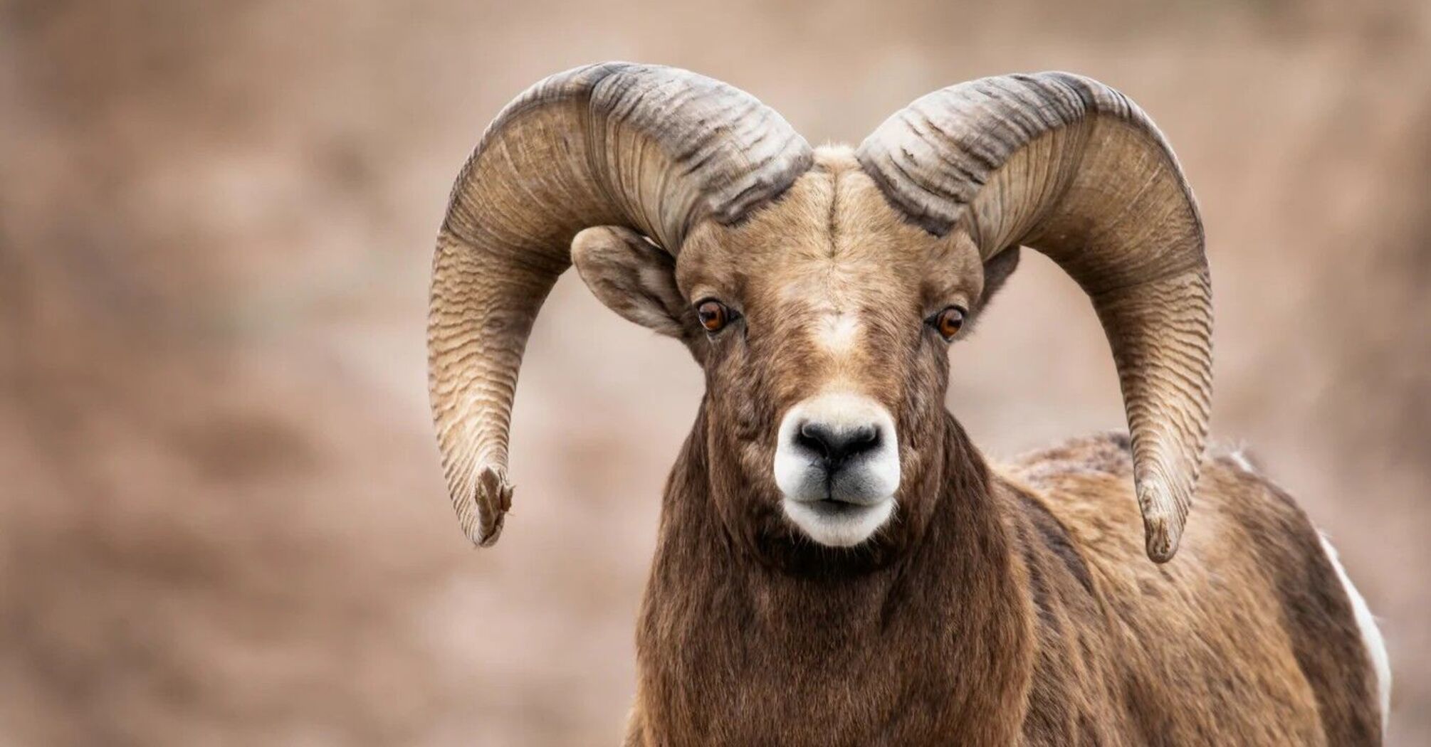 Ram