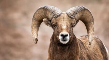 Ram